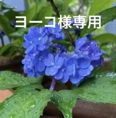 ￼ヨーコ様専用