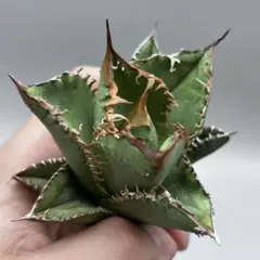 Lj_plants】Z054アガベ パリー トランカータ オリザバ錦 変異種 - メルカリ