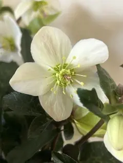 コンちゃん様 リクエスト 2点 まとめ商品