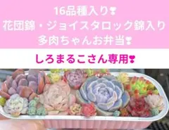 しろまるこ様 リクエスト 2点 まとめ商品