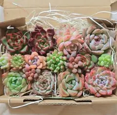 多肉植物 寄せ植えセット①