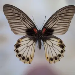 2025年最新】ナガサキアゲハ標本の人気アイテム - メルカリ