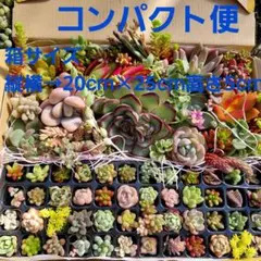 多肉植物コンパクト便エケベリア&セダムカット苗寄せ植えセット