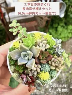 ①本日の気まぐれ　多肉寄せ植えセット （6.5cm鉢内カット苗全て）