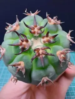 短刺天平丸　猫爪　狂刺　ギムノカリキウム　希少自根　発根済　国内繁殖苗　サボテン 短刺天平丸 猫爪 狂刺 ギムノカリキウム 希少自根 発根済 国内