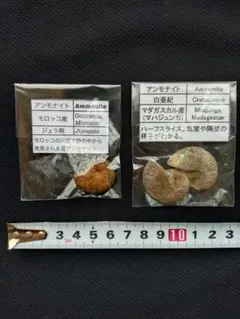 모로코, 마다가스카르산 암모나이트 화석 2종 세트