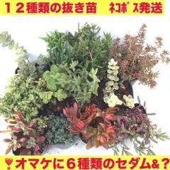 Ｆ)12種類の抜き苗セット　多肉植物　寄せ植え用に❣️オマケにセダム類