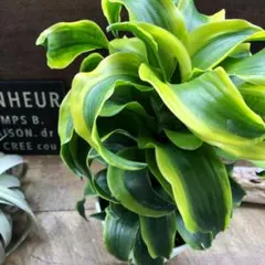 2026年最新】斑入りドラセナの人気アイテム - メルカリ