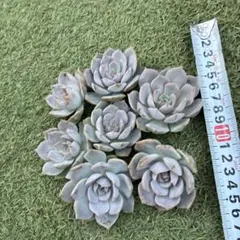 Ako様 リクエスト 2点 まとめ商品