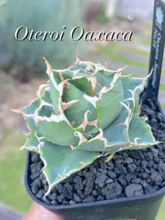 アガベ オアハカ オテロイagave oaxaca oteroi 子株のサムネイル