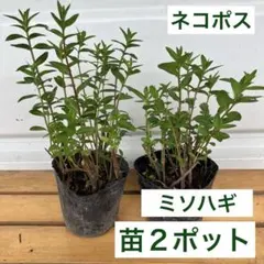 2026年最新】苗の人気アイテム - メルカリ