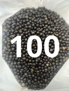 期間限定価格　希少　オニサバル　サバル　カウシアルム　サバルヤシ 期間限定価格 希少 オニサバル サバル カウシアルム サバルヤシ