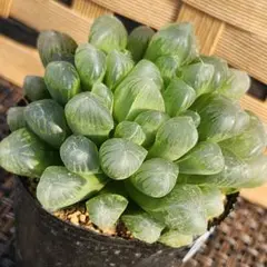 no.122【❤ハオルチア❤】　　　　　　　根っこ付き♪多肉植物