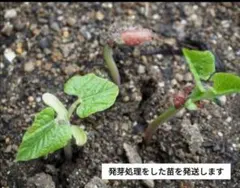 ローズガーデン様 リクエスト 4点 まとめ商品