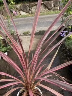 Australis