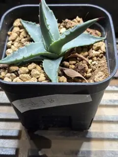 人気!アガベチタノタ CR-01 Plants by THE CORE 由来子株 - メルカリ