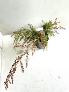 2026年最新】レプトスペルマム バーチカルドロップの人気アイテム