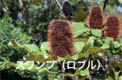 バンクシア ロブル（スワンプバンクシア）① オージープランツ ネイティブプランツのサムネイル