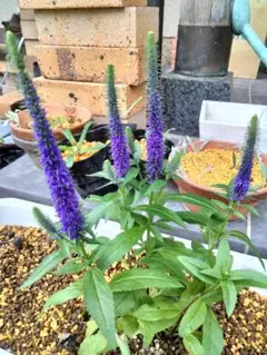 ebauchoir様 リクエスト 3点 まとめ商品　まとめ値引き済です。