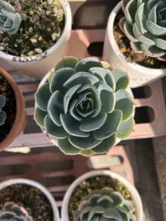 多肉植物 エケベリア 七福神