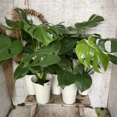 モンステラデリシオーサ 鉢植発送 屋久島産 - メルカリ