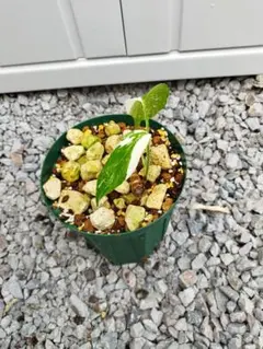 2026年最新】ホワイトティアーズ モンステラの人気アイテム - メルカリ