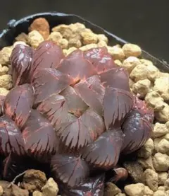 多肉植物 ハオルチア OB-1オブツーサ錦 鮮明錦 極上斑 - メルカリ