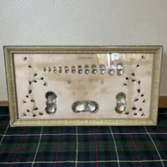 2025年最新】標本 真珠貝の人気アイテム - メルカリ