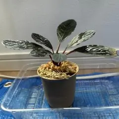 OutPhase様 リクエスト 2点 まとめ商品