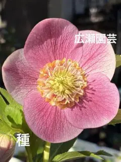 大木ナーセリー クリスマスローズ イリュージョン交配オーレアダブル