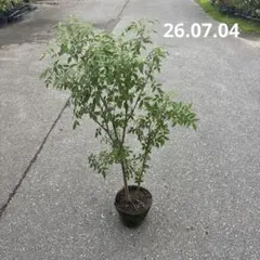 ニーム インドセンダン ④ 5年生 メルカリ便 - メルカリ