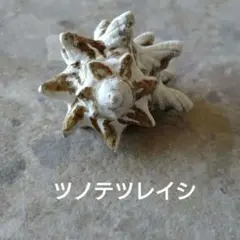 ツンツン☆巻貝さん③　貝殻　貝　巻貝　標本　置物　ツノテツレイシ　コレクション