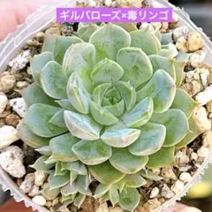 2026年最新】毒リンゴ 多肉の人気アイテム - メルカリ