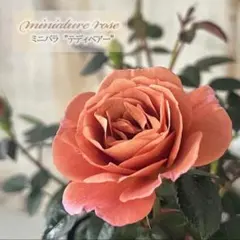 のりりん様 リクエスト 2点 まとめ商品