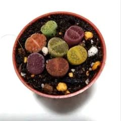リトープス 多肉植物　寄せ植え　カラフル　鉢ごと
