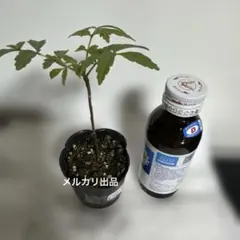 T*i様 新鮮！香椿 (シャンチュン) 若芽 1kg 春の味覚 無農薬 新鮮！香椿 (シャンチュン) 若芽 100g 春の味覚 無農薬 - メルカリ