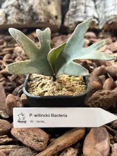 2025年最新】bacteria ビカクシダの人気アイテム - メルカリ