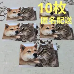 犬猫カレンダー 2026年 7月〜12月 成美堂出版 カードサイズ 10枚のサムネイル