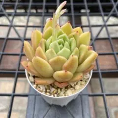 多肉植物 ♡ ラズアガ ♡ 大きめ ♡ 抜き苗 - メルカリ