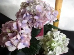 saya様 リクエスト 2点 まとめ商品