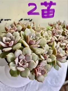 どるちゃん様 リクエスト 2点 まとめ商品