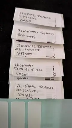 ストロンボカクタス 菊水　種子５種類　１０粒ずつセットのサムネイル
