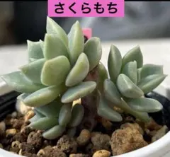 ichika様 リクエスト 3点 まとめ商品