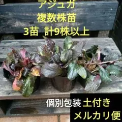 アジュガ 苗 複数株×3苗 計9株以上 土付き 個別包装 メルカリ便