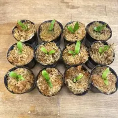 Yellow Moon dwarf Totoroなどビカクシダ胞子培養株35種 - メルカリ