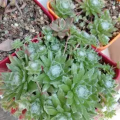 多肉植物　詰め合わせ