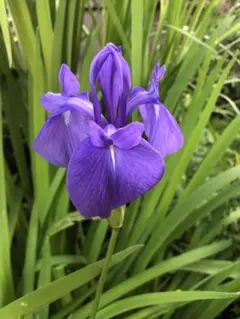 カキツバタ 舞孔雀 株分け苗1株 - メルカリ