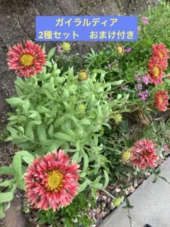 宿根ヒメヒマワリ ブリーディングハーツ 2ポットセット らくらく