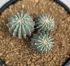 メキシカーナ 6頭 実生 国内繁殖株 - メルカリ