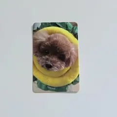 SHINee KEY『HUNTER』Talisman Ver トレカ コムデ
